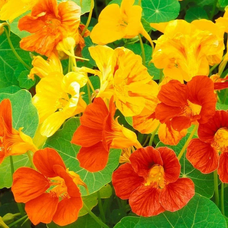 Nasturtium Seeds 30 Ct - Dwarf Jewel Mix Edible Flowers, Tropaeolum majus, Annual Garden and Container Plants