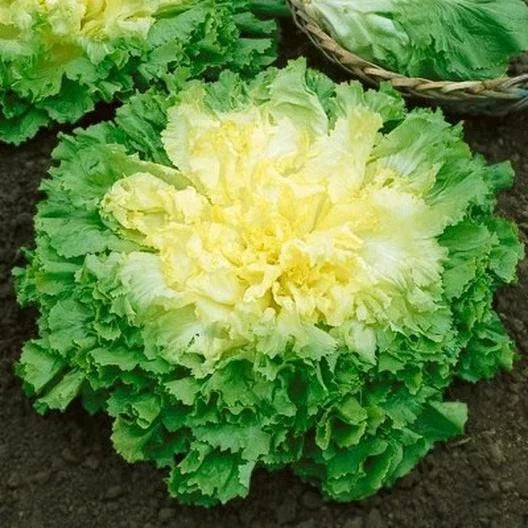 Broadleaf Batavian Endive Seeds - 1000 Non-GMO Heirloom Seeds - Cichorium endivia - Ideal for Salads and Culinary Use