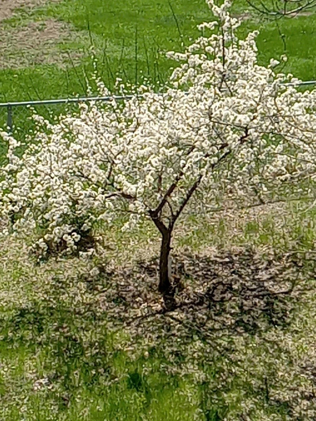 Live Small Plum Tree - Dwarf Variety - Prunus domestica - Ideal for USA Gardens - Compact & Easy Care