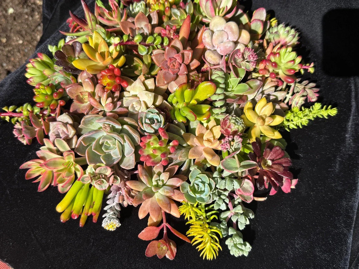 20 Organic Succulent Cuttings - Colorful Varieties for DIY Projects - Echeveria, Sedum, Graptopetalum - Fresh Propagation Materials