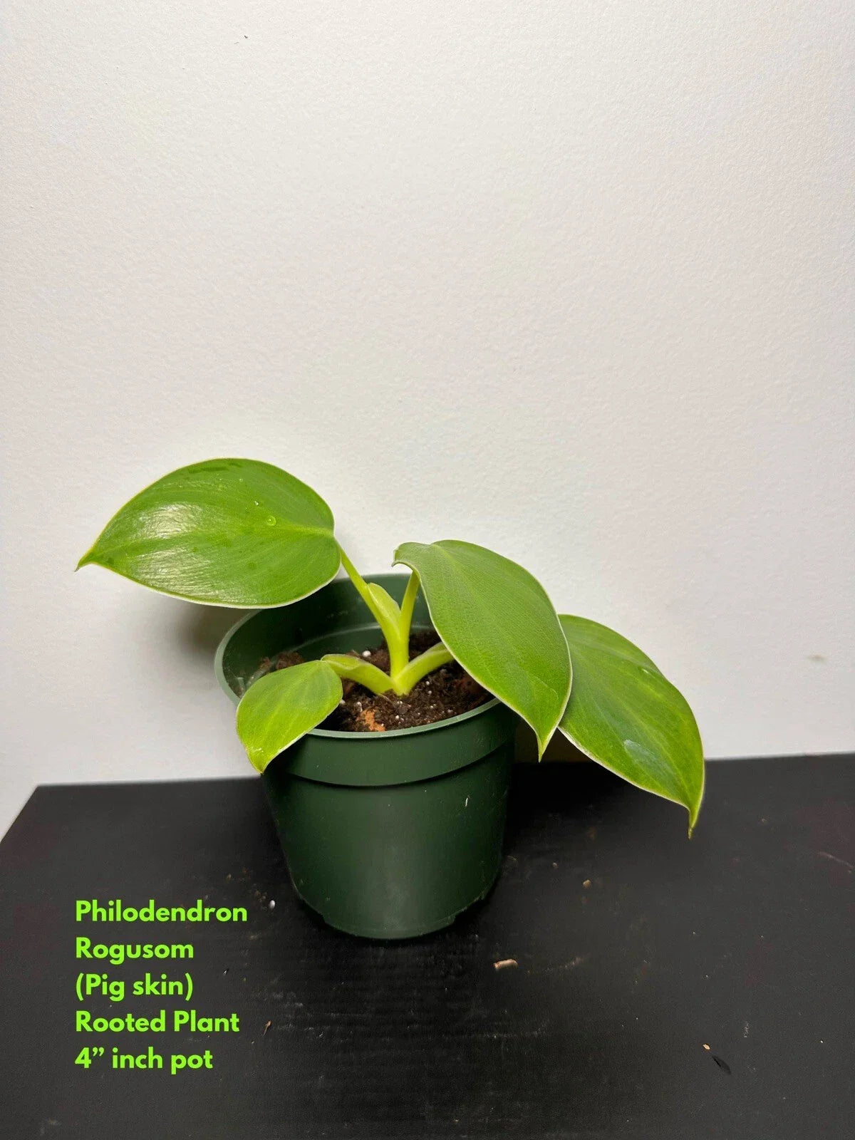 Philodendron Rogusom Top Cutting | Pig Skin Variety | Rooted Indoor Plant | Philodendron Rogusom for Indoor Gardening