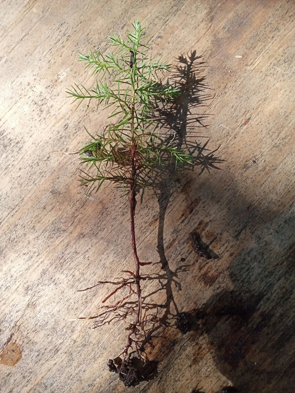 Eastern Red Cedar Seedlings 4"-6" | Juniperus virginiana | Pack of 10 | Native Evergreen Plants for Landscaping & Wildlife