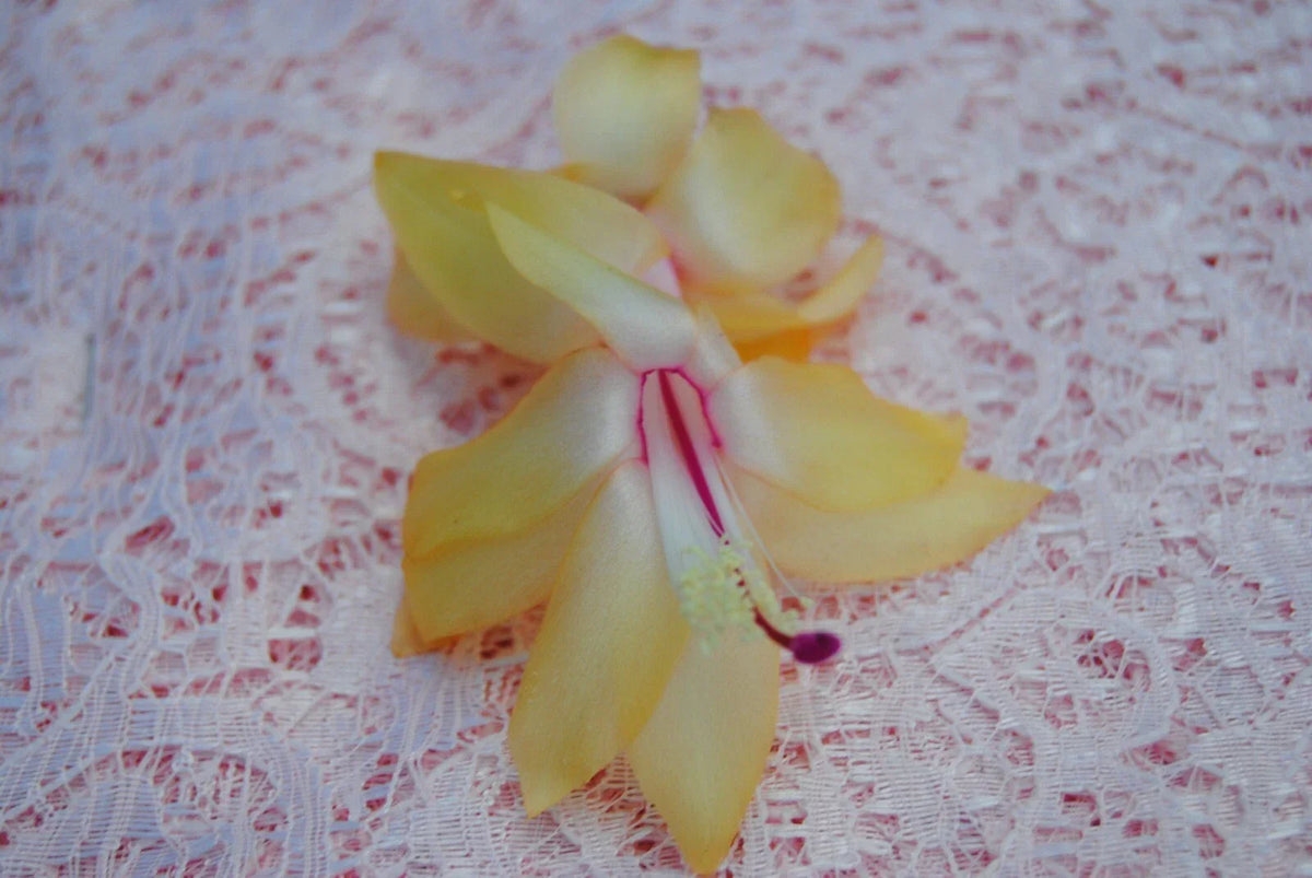 Christmas Cactus Starter Plant - Small Gold Fever - Schlumbergera Truncata - Healthy Well-Rooted Indoor Decor Plant