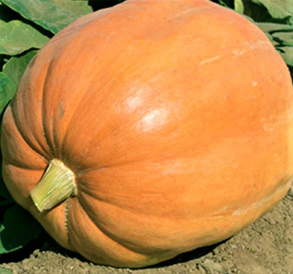 Mammoth Gold Pumpkin Seeds - 5 Non-GMO Seeds - Giant Orange Pumpkins - Cucurbita maxima - Ideal for Decorating & Baking