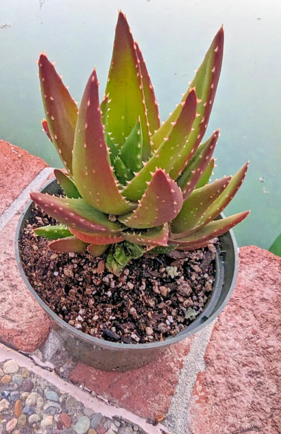 Golden Toothed Aloe Plant - 6" Succulent Houseplant - Aloe Nobilis - Ideal for Indoor Gardens - Low Maintenance Succulent