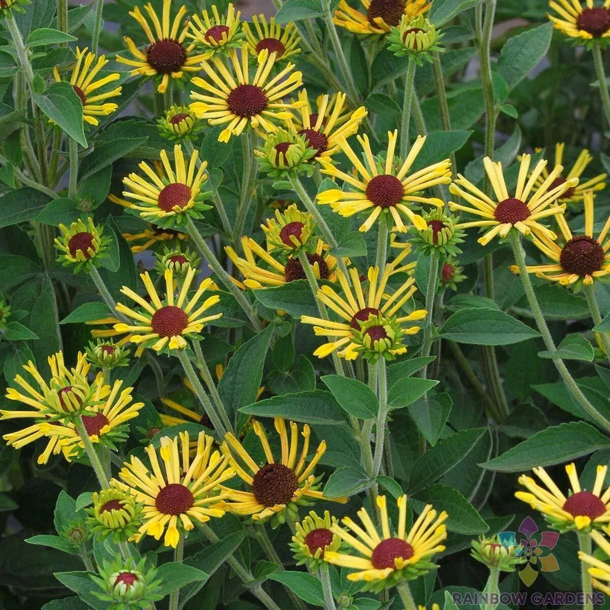Little Henry Rudbeckia Seeds - 200+ Count - Rudbeckia hirta - Yellow Flower Garden Planting - Non-GMO - USA