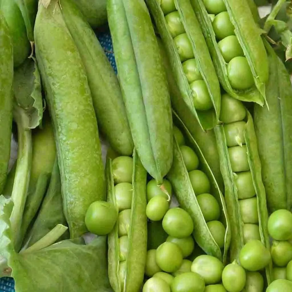 Little Marvel Pea Seeds 25 Ct - Heirloom Non-GMO Vegetable Garden - Pisum sativum - Sweet & Tender Peas for Home Gardens