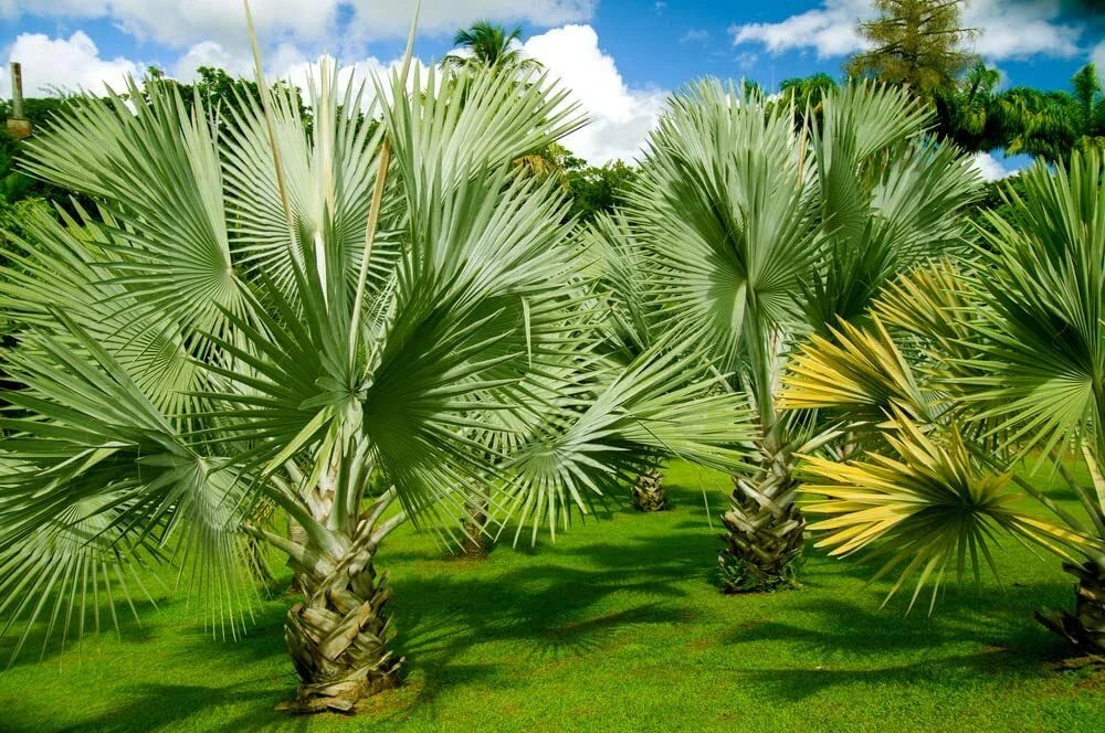 Mexican Fan Palm Tree Seeds 15 Pack | Washingtonia Robusta | Premium Quality Tropical Landscaping Seeds