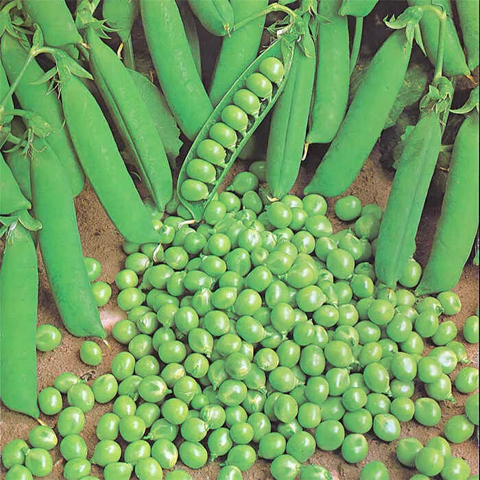 Green Arrow Pea Seeds 25 Ct Heirloom Non-GMO Vegetable Garden (Pisum sativum) - Sweet Crisp Pod Peas for Home Planting