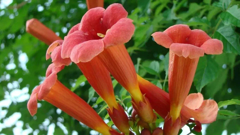 Red Trumpet Creeper Seeds, 50 Count, Hummingbird Vine, Campsis radicans, Perennial Flower Seeds for Vibrant Gardens