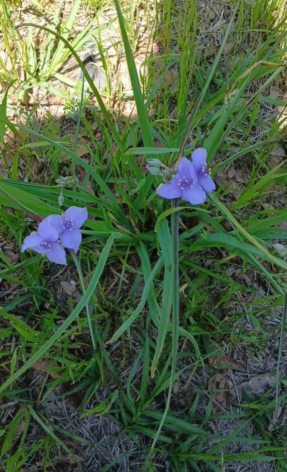 Live Widow's Tears Plants 5-Pack, Blue-Purple Blooms, Rare Southern Native, Commelina spp., Shade-Loving Garden Flower