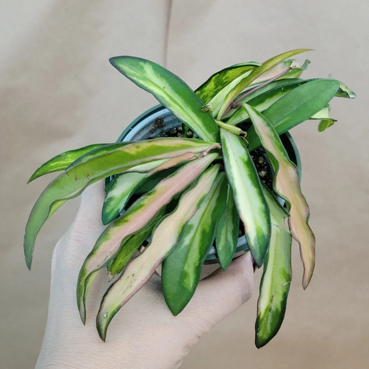 Hoya Kentiana Wayetii Variegated Live Plant 4" Pot - Rare Variegated Hoya Indoor Houseplant - Hoya kentiana