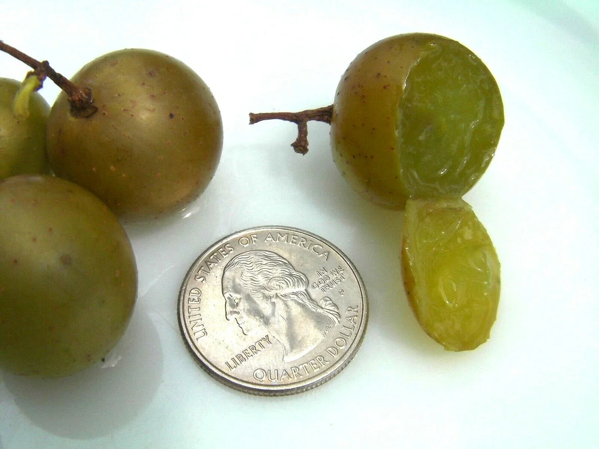 Organic Grape Seeds - 100 Count - Carlos Muscadine - Large Bronze - Vitis rotundifolia - Sweet Flavor for Home Garden
