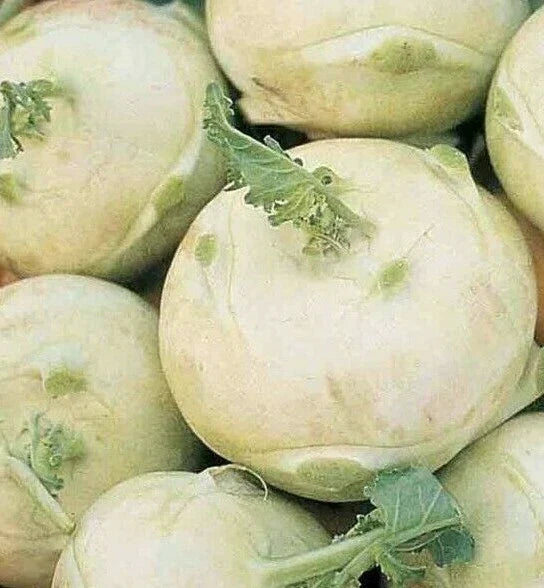 Kohlrabi Seeds 300+ White Vienna Culinary Vegetable Brassica oleracea var. gongylodes Healthy Garden Planting