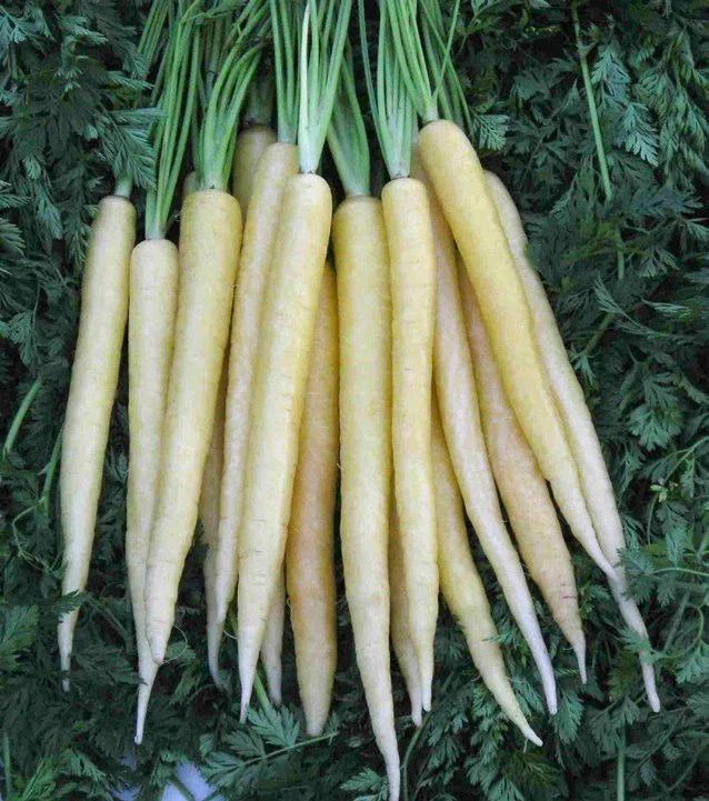 Carrot Seeds - 150 Seeds - Lunar White Variety - Daucus carota - Non-GMO, USA GroCo