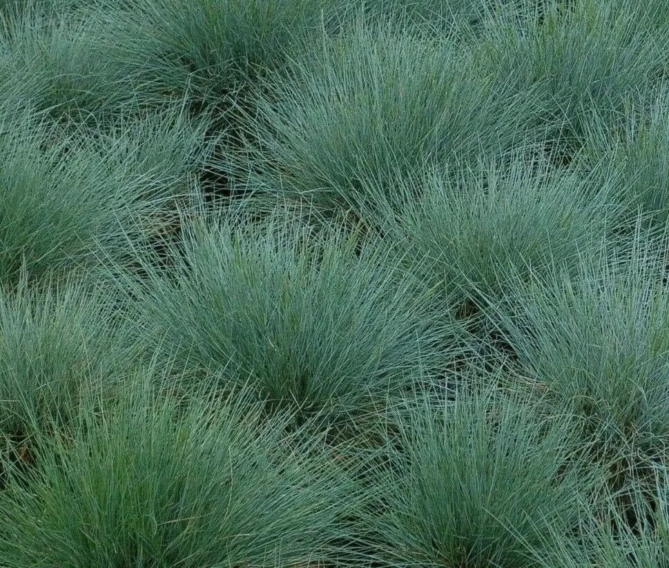 Blue Fescue Grass Seeds 300+ - Perennial Ornamental Grass, Festuca glauca - Low Maintenance, Ideal for Gardens