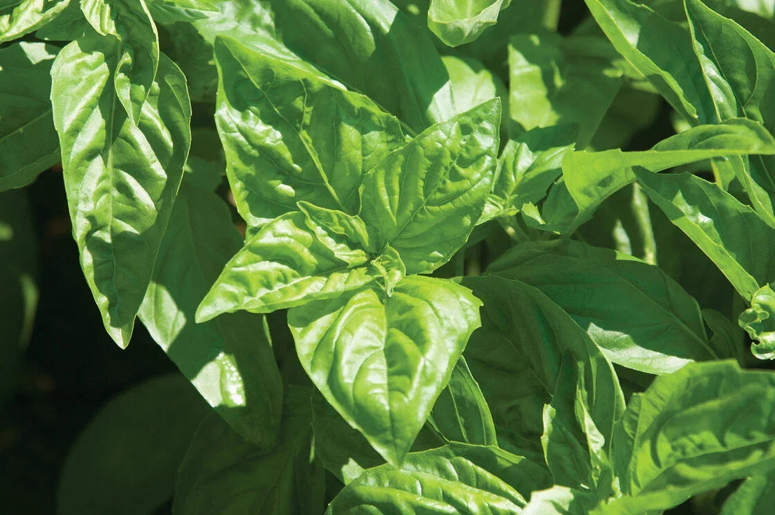Basil Seeds - 1000 Seeds - Sweet Large Leaf - Ocimum basilicum - Green Foliage, Full Sun to Partial Shade, Annual