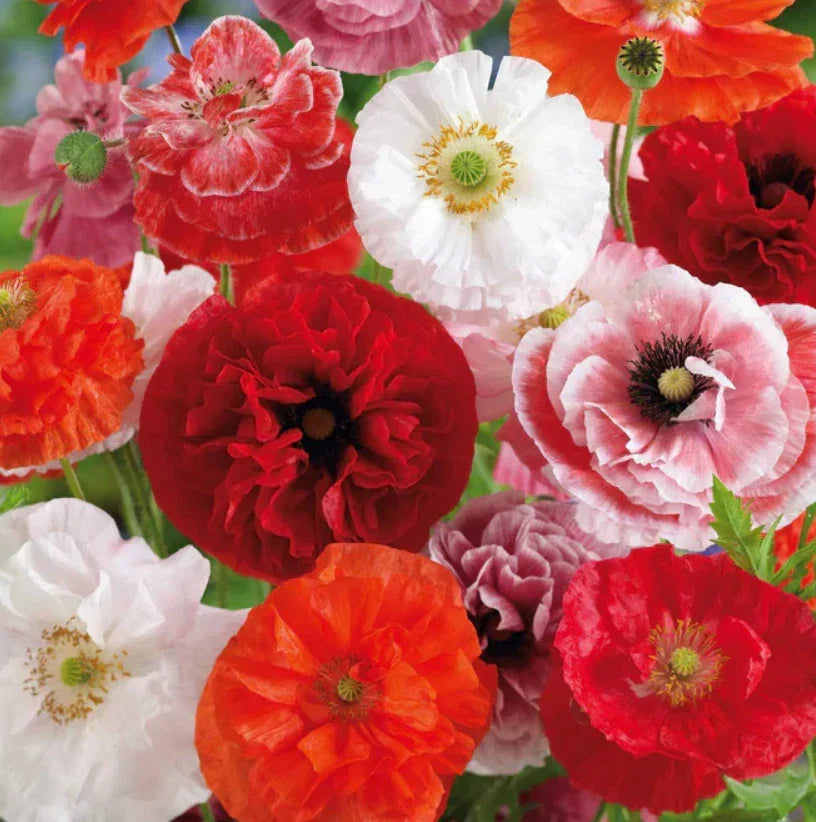 Poppy Seeds 2000 Count Shirley Mixed Double Pink Red White Blooms Non-GMO Papaver rhoeas for Garden Floral Display