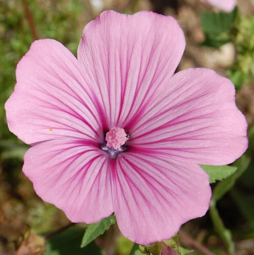 Rose Mallow Seeds 400+ Pink Annual Flower Lavatera trimestris - Non-GMO Wildflower Garden Seeds for Pollinators