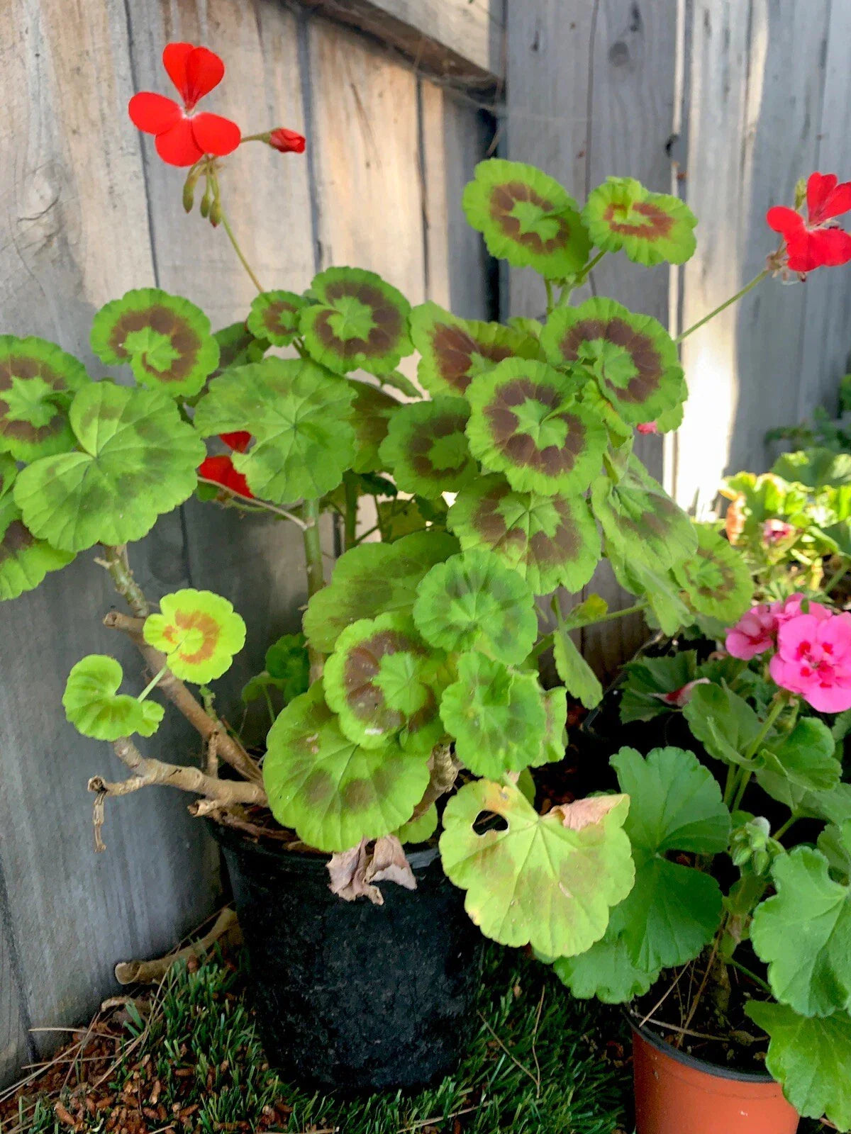 Variegated Geranium Plant 7” Pot Green & Cream Foliage Pelargonium × hortorum