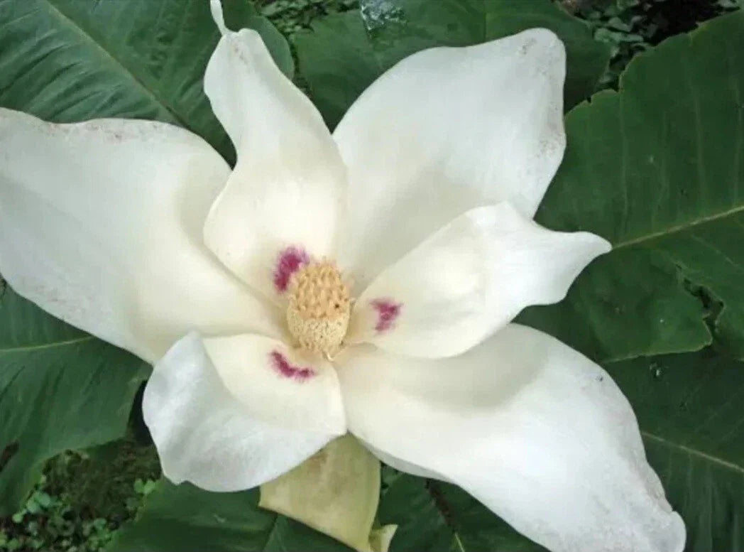 Big Leaf White Magnolia Sapling - 12+ Inches Bare Root Plant - Magnolia macrophylla - Fragrant White Flowers - Hardy & Low Maintenance