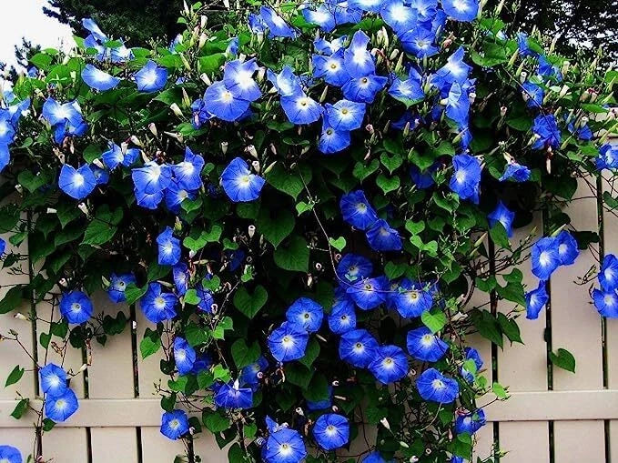 Blue Climbing Vine Seeds - 50 Pack - Vibrant Blue Flowers - Thunbergia alata - Ideal for Landscaping and Trellises