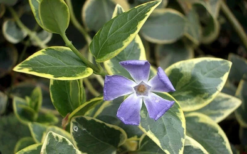 Variegated Vinca Starter Plants - 6+ Perennial Ground Cover - Vinca minor 'Variegata' - Easy Care Garden Plants