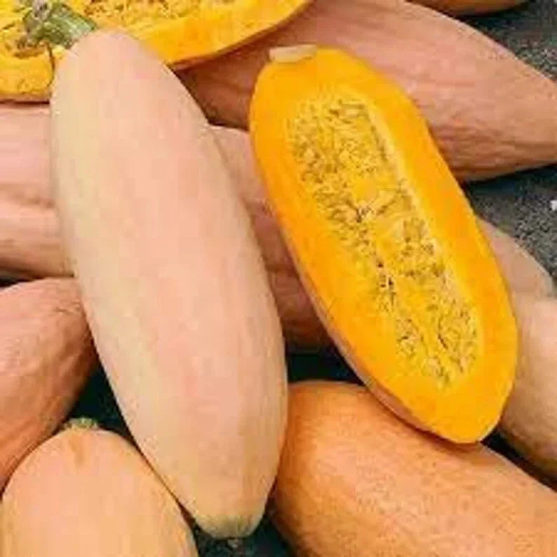 Organic Pink Banana Squash Seeds 10 Pack - Cucurbita maxima - USA Grown, Non-GMO, High Yield