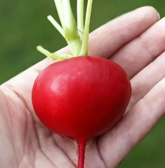 German Giant Radish Seeds - 100+ Organic Heirloom Non-GMO - Raphanus sativus for Home Gardens and Containers