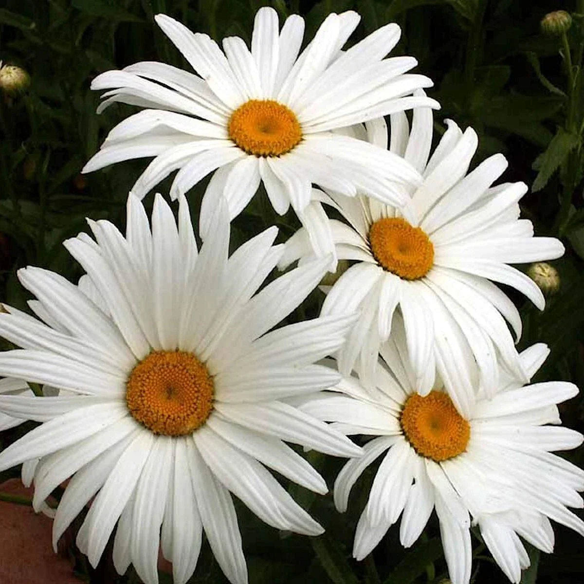 Alaska Shasta Daisy Seeds 1/4 lb Mylar Packet Leucanthemum × superbum Wildflower for Gardens and Pollinators