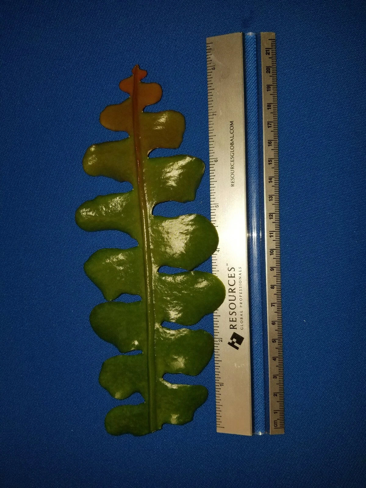 Epiphyllum Anguliger Cuttings - 4" Fishbone Cactus - Fragrant White Flowers - Easy Care Indoor Houseplant