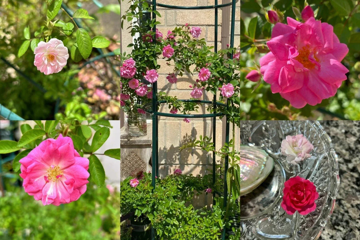 Peggy Martin Thornless Rose Cuttings - 10 Healthy Stem Cuttings - Rosa 'Peggy Martin' - Pink Flowers for Gardens