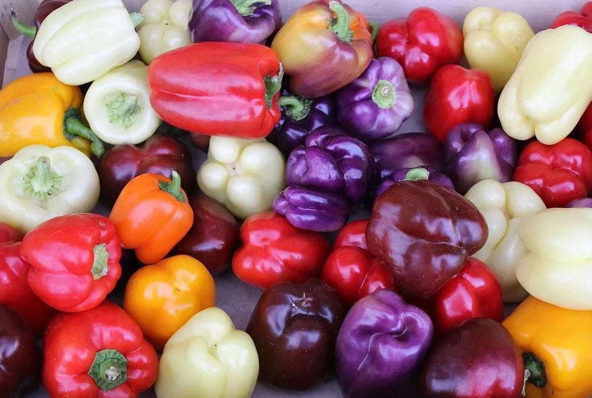 Rainbow Bell Pepper Seed Mix - 30+ Seeds - Colorful 7 Strains - Capsicum annuum - Perfect for Home Gardens and Culinary Use
