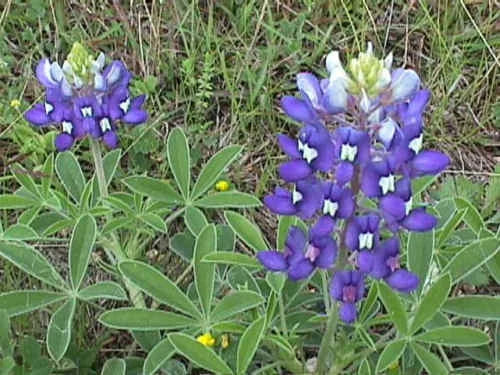 Texas Bluebonnet Seeds - 45 Premium Seeds - Lupinus texensis - TX State Flower - Easy to Grow Wildflower for Gardens