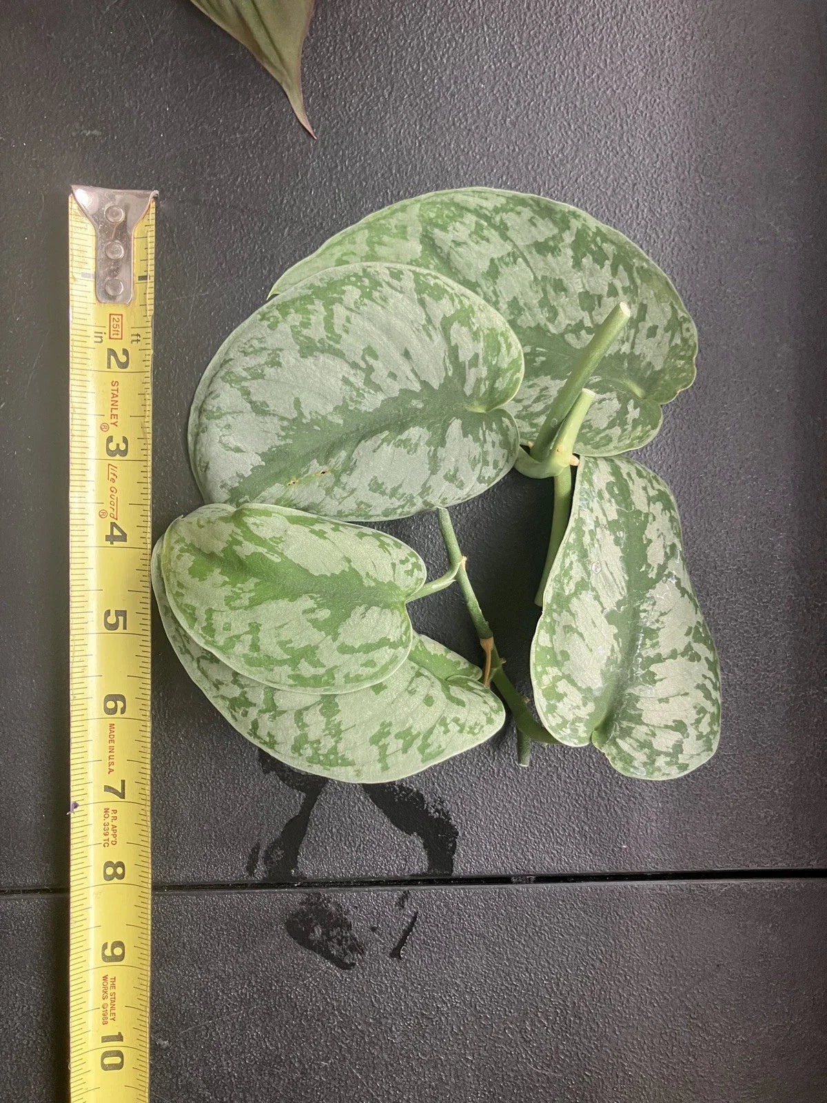 Scindapsus Pictus 'Exotica' Cuttings - 6 Healthy Vining Aroid for Indoor Plant Decor - Rare Silver Pothos Propagation