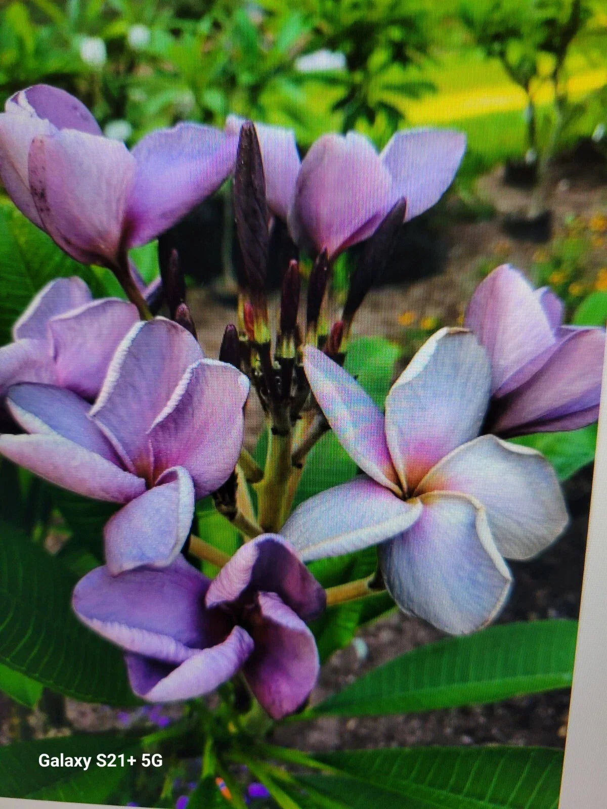 Purple Plumeria Plant in 3-Inch Pot - Live Rooted Frangipani (Plumeria rubra) - Tropical Flowering Shrub for Indoor or Garden