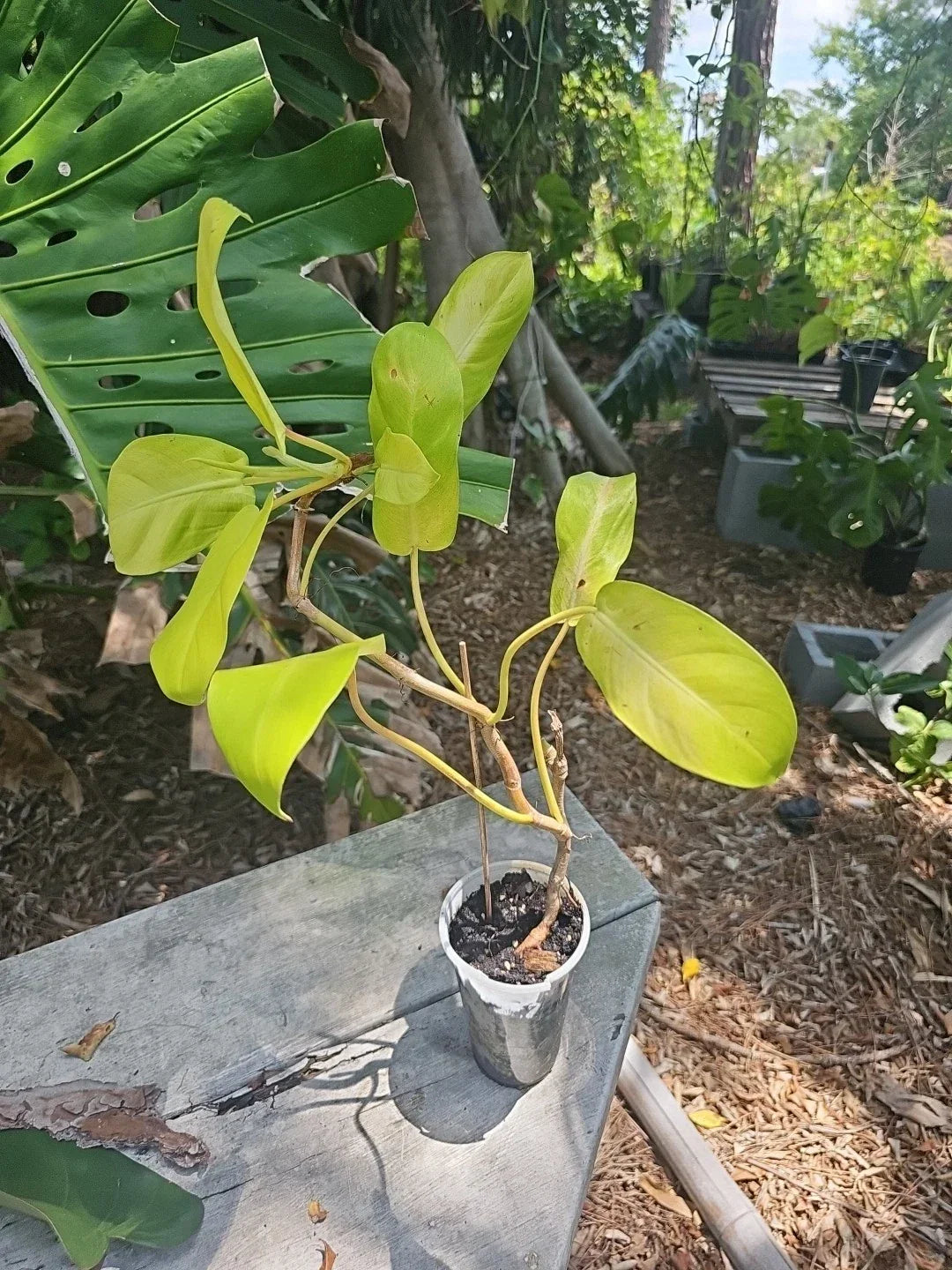Philodendron Thai Sunrise Plant - 3.5" Pot - Tropical Houseplant - Philodendron 'Thai Sunrise' - Variegated Foliage