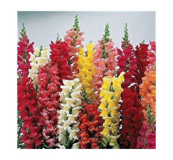 Snapdragon Seeds 25 Pack Liberty Clastic Mix Antirrhinum majus Vibrant Colorful Flowers for Garden and Containers