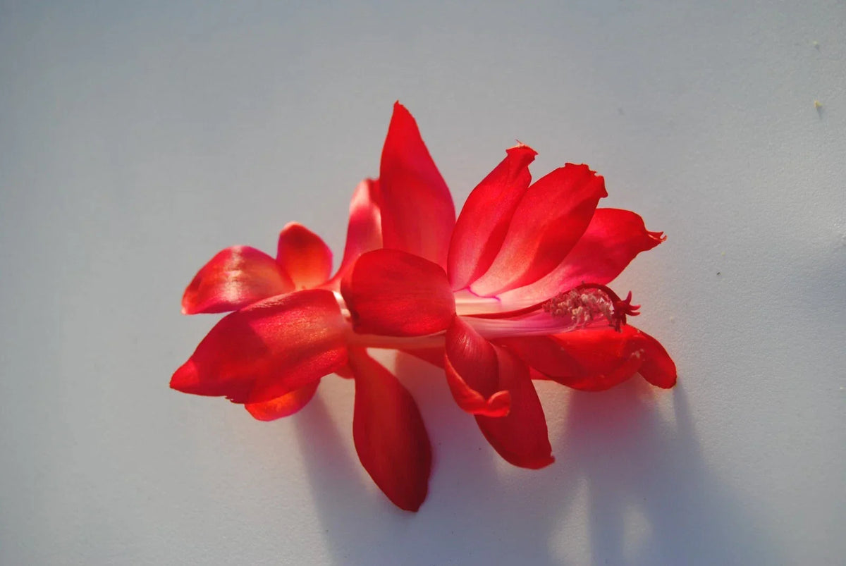 Christmas Cactus Starter Plant - Small Magic Fantasy - Schlumbergera Truncata - Well-Rooted, Colorful Indoor Plant