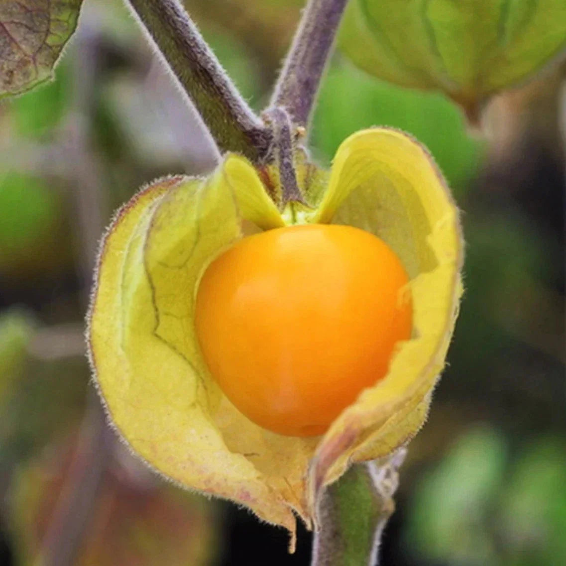 Hawaiian Giant Poha Berry Seeds - 20 Seeds - Edible Fruit - Physalis Peruviana - Perfect for 2025 Planting