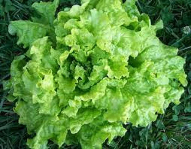 Organic Lettuce Seeds - Premium Black Seeded Simpson - Non-GMO, Heirloom Variety - Lactuca sativa - 200 Seeds Pack