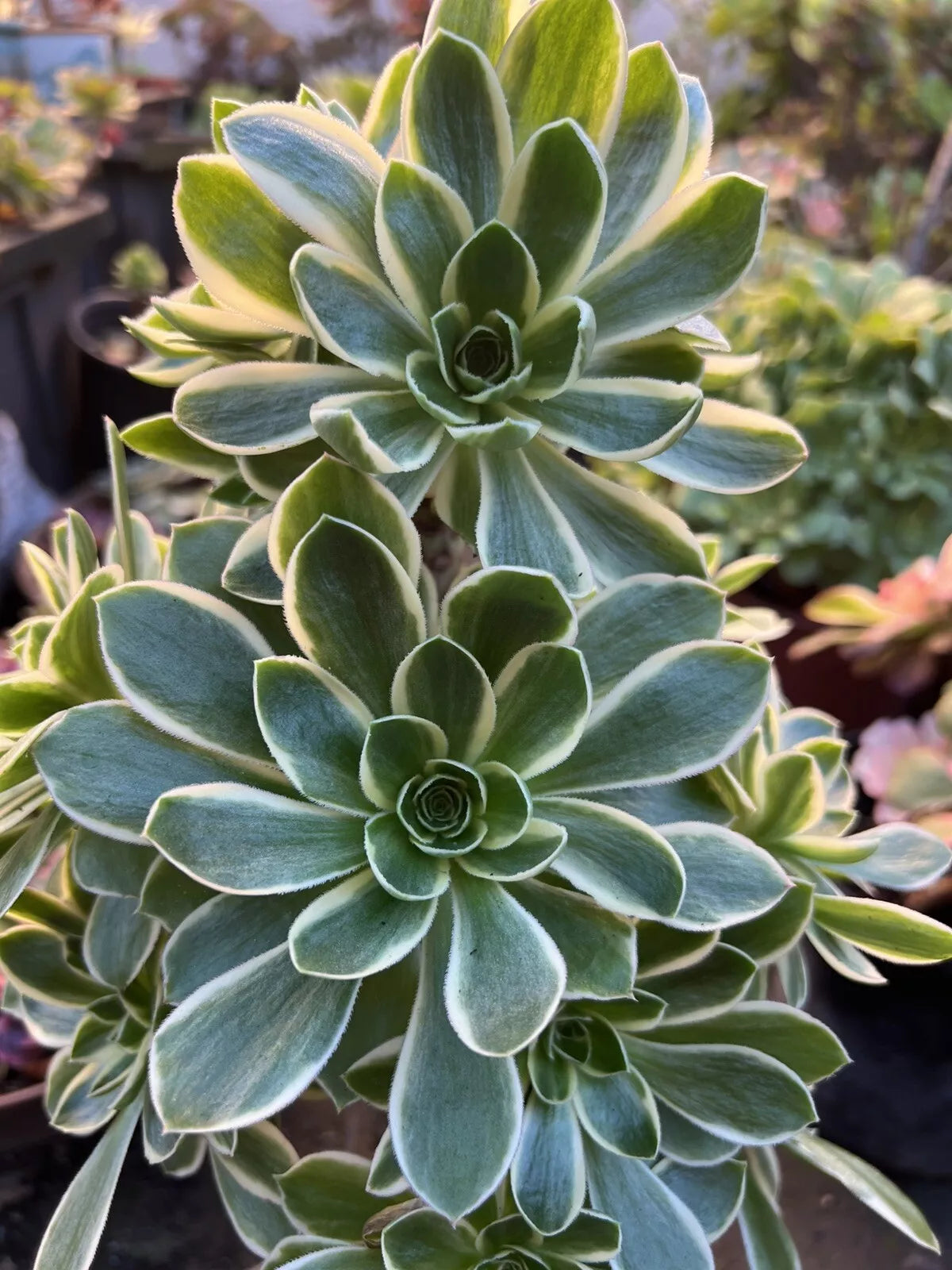 Aeonium Cutting | Green Rose Variety | Aeonium arboreum | Succulent Plant for Indoor/Outdoor Gardening