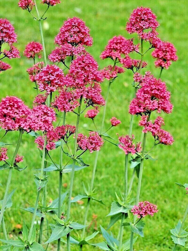Red Valerian Seeds, 101 Count, Easy to Grow Flowering Plant, Centranthus ruber, Jupiter's Beard, Attracts Pollinators