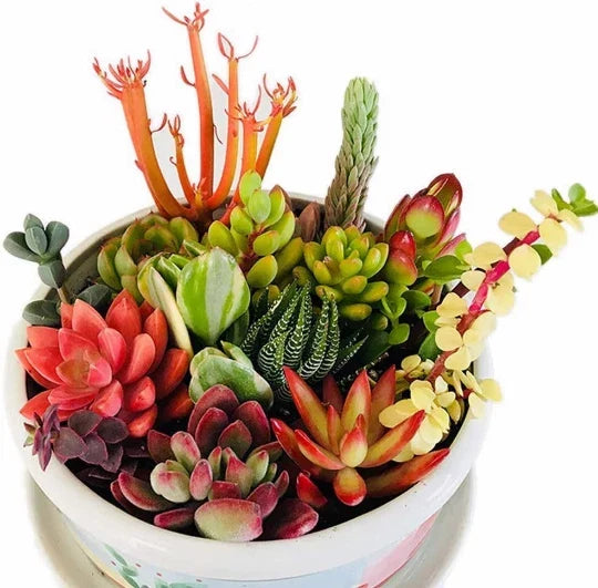 10 Assorted Succulent Cuttings for Terrariums and Dish Gardens - Fresh Clippings for DIY Decor - Various Succulent Varieties