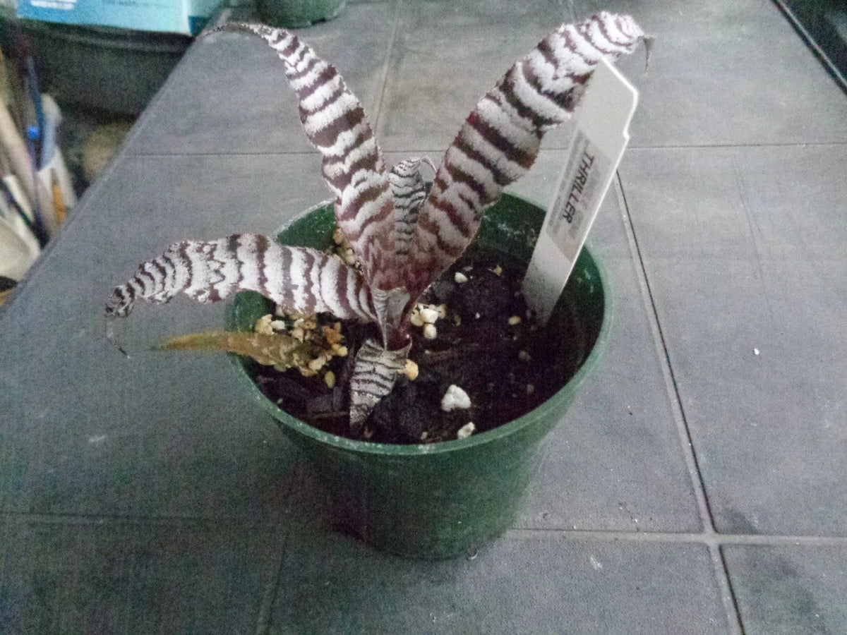 Cryptanthus Thriller Rooted Pup Earth Star Bromeliad - Bare Root Plant - Cryptanthus spp. - Colorful Indoor Foliage Plant