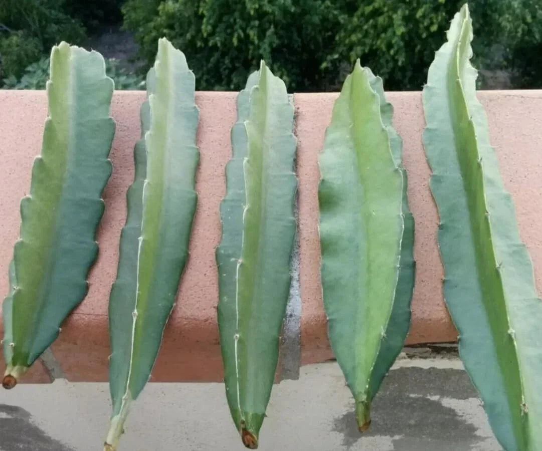 Fresh Dragon Fruit Cuttings - 8" to 12" - Multiple Varieties - Hylocereus spp. - Exotic Plant for Home and Garden