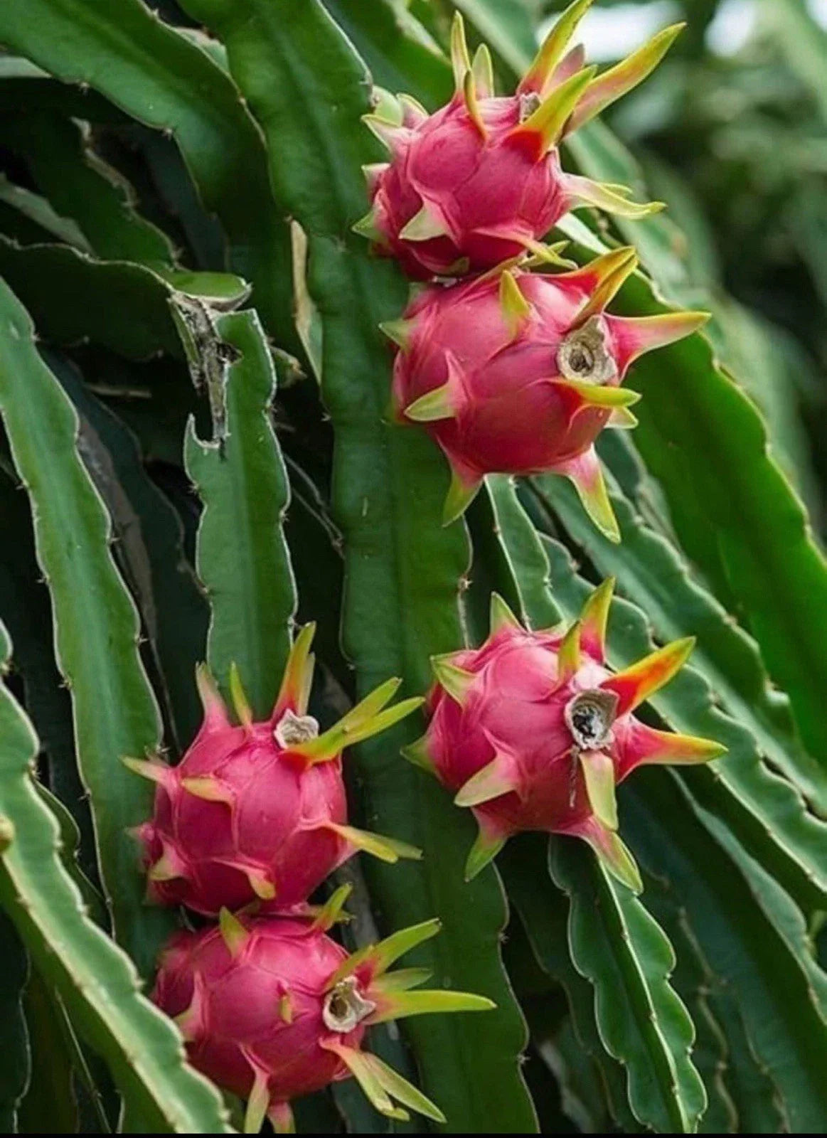 Rooted Dragon Fruit Cuttings - Pitaya Variety - Hylocereus undatus - Tropical Cactus for Home Garden and Indoor Plants