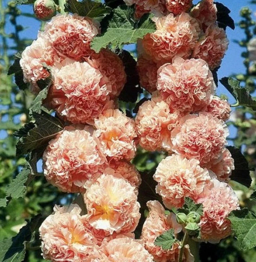Hollyhock Seeds - 25 Non-GMO Chater's Double Salmon Blooms - Alcea rosea - Peony Flowered Garden Seeds for Cottage Gardens