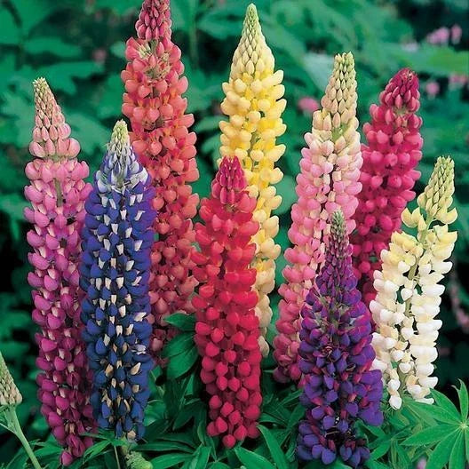 Russell Lupine Seeds Bulk Pack - 250 Non-GMO Perennial Seeds for Fall Planting - Lupinus polyphyllus