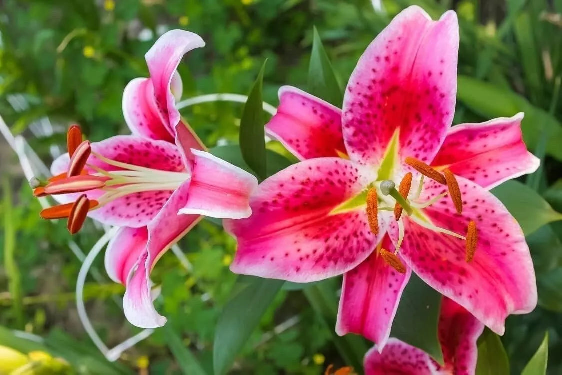 Stargazer Lily Bulbs 10 Pack - Pink and White Variegated Flowers - Lilium 'Stargazer' - Easy to Grow, Fragrant Garden Bulbs